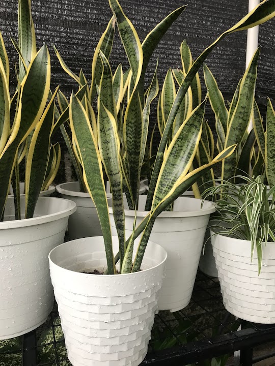 Corporate Plant Supplier