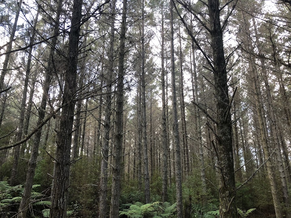 Riverhead Forest