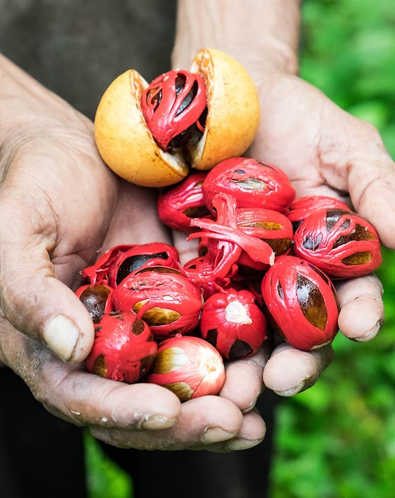 Villicon Spice Farm