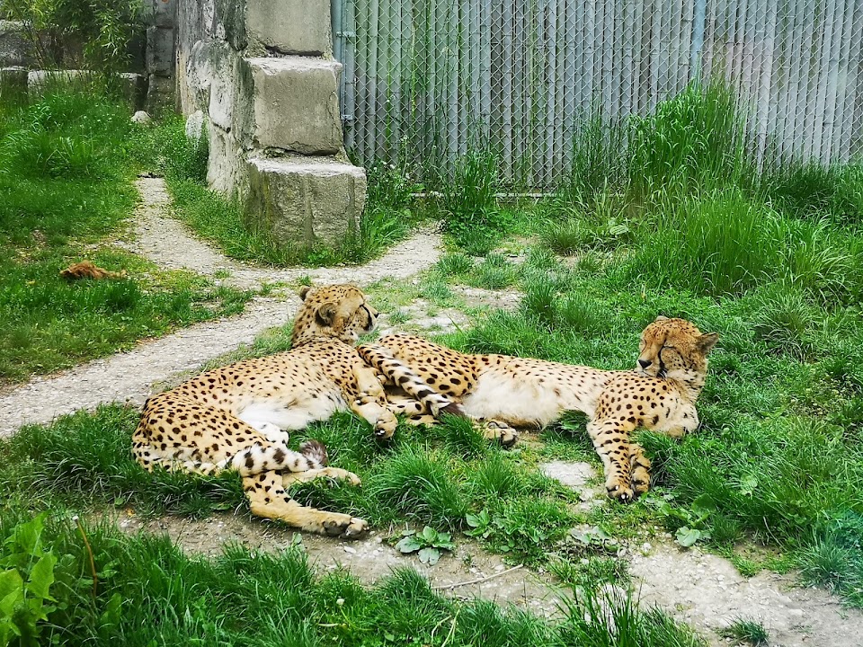 Toni's Zoo Holzhüsern