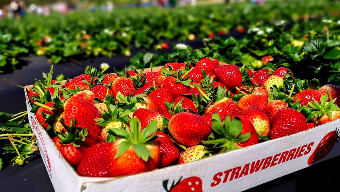 Polkadraai Strawberry Farm (CLOSED UNTIL SEPTEMBER 2026)