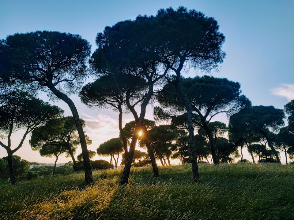 Pinares de Oromana