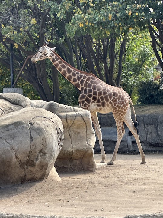 Chapultepec Zoo