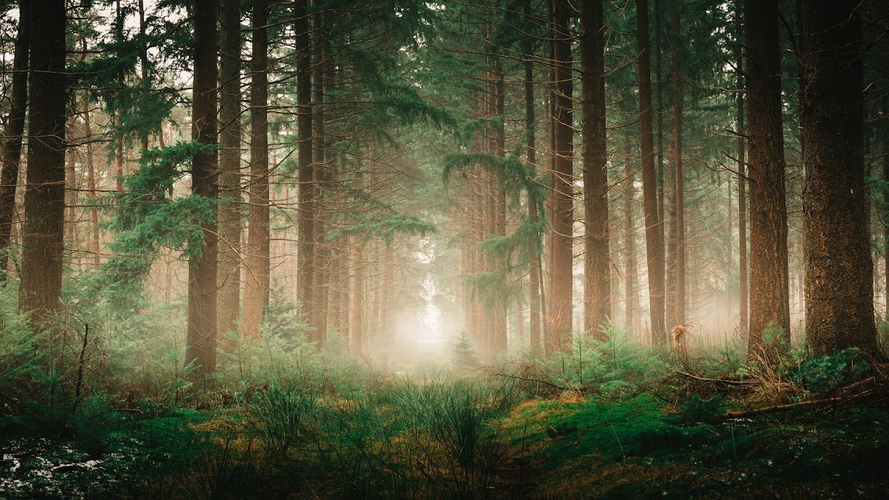 The Cape Forests
