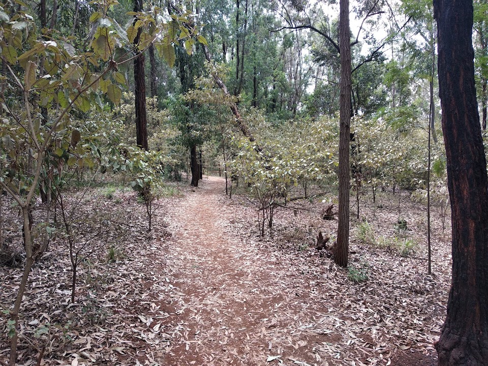 Karura Forest