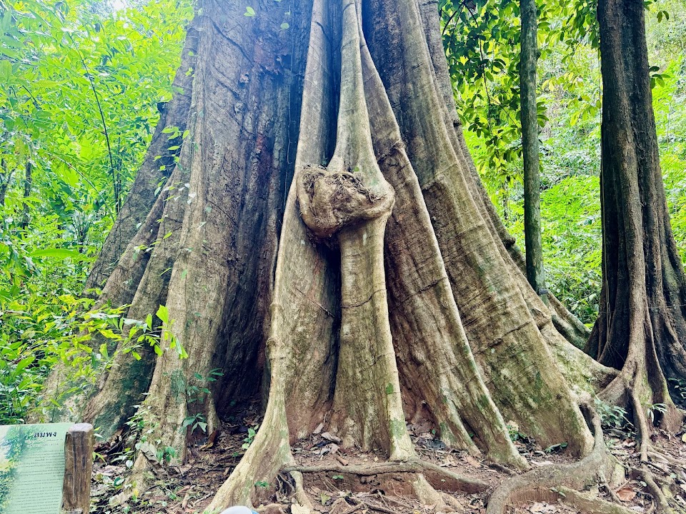 Big Tree Koh Yah Noi