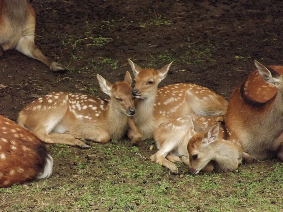Deer Park
