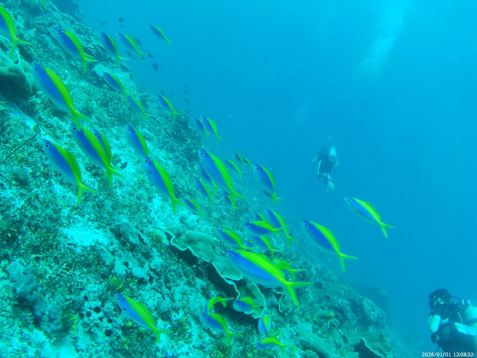 Zan Unique Tour & Diving centre