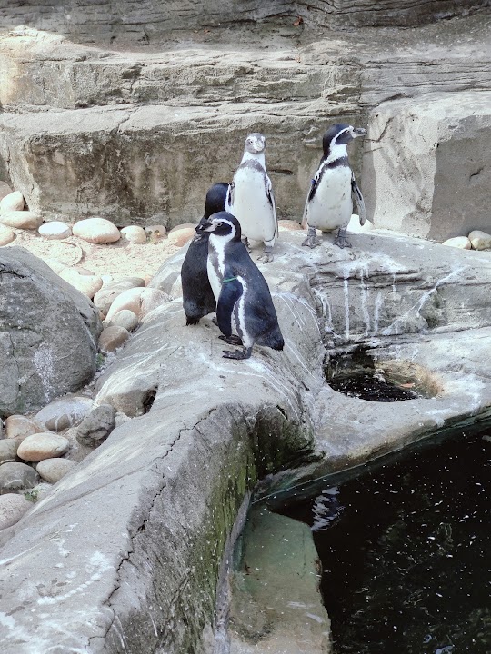 SEA LIFE Blankenberge Seal Rescue Centre