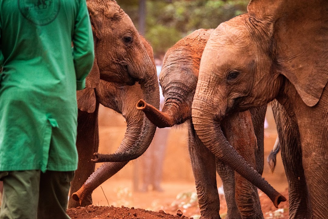 Sheldrick Wildlife Trust Nursery