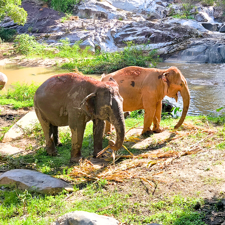 Joy Elephant Sanctuary, Chiang Mai (Office)